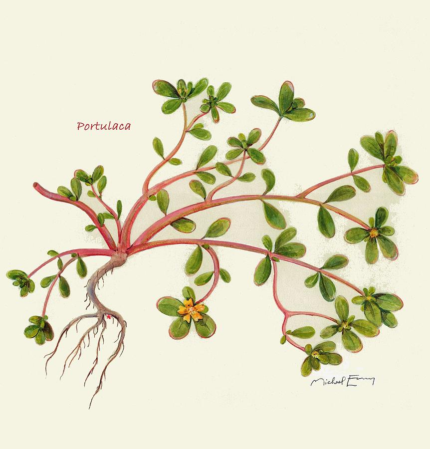 Kết quả hình ảnh cho Portulaca oleracea