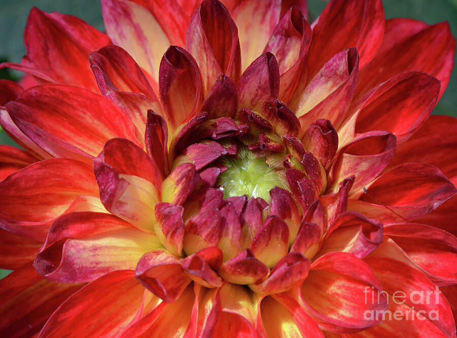 Variegated Dahlia Beauty Photograph by Debby Pueschel