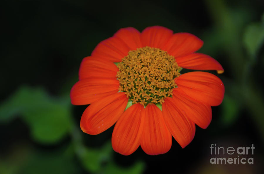 Vermilion Orange Mexican Sunflower Photograph by Donna Brown