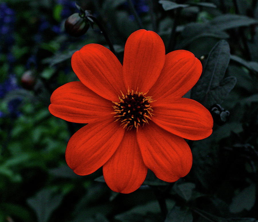 Vermillion Flower Photograph by Steve Swindells