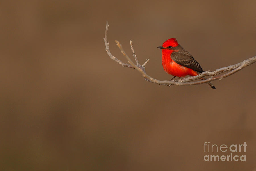 Wildlife Photograph - Vermillion Flycatcher On Early Spring Perch by Max Allen