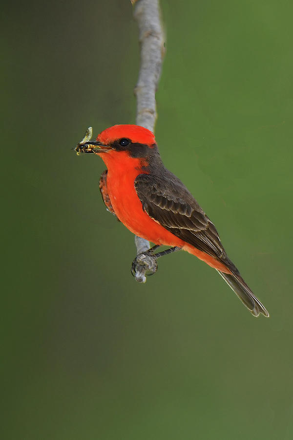Vermillion Flycatcher with Bee Photograph by Alan Lenk