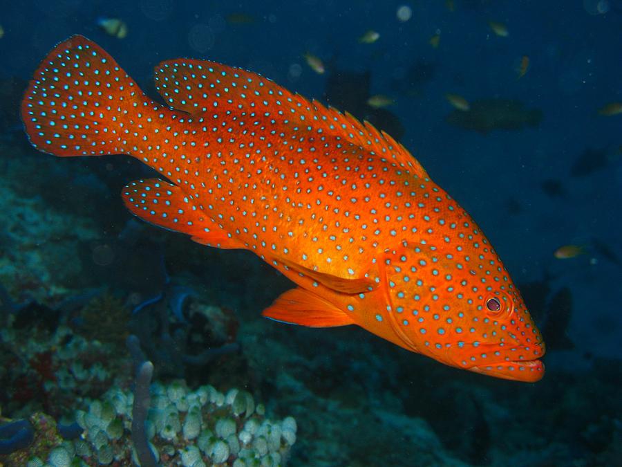 Vermillion Rock Cod Photograph by Colin Knight