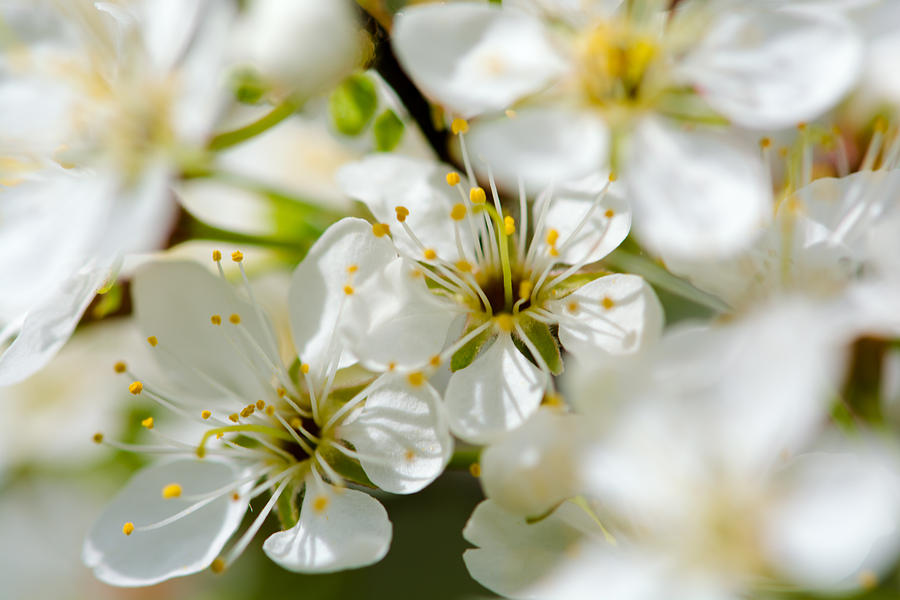 Vermont Apple Blossoms Photograph