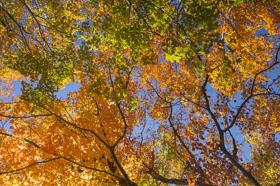 Vermont-autumn-foliage-leaves-trees-forest Photograph
