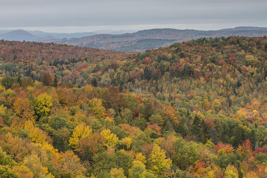 Vermont Autumn Forest Cabot Mountain Foliage Photograph