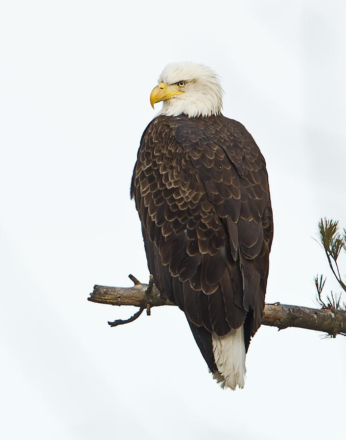 Eagle Photograph - Vermont Bald Eagle by John Vose