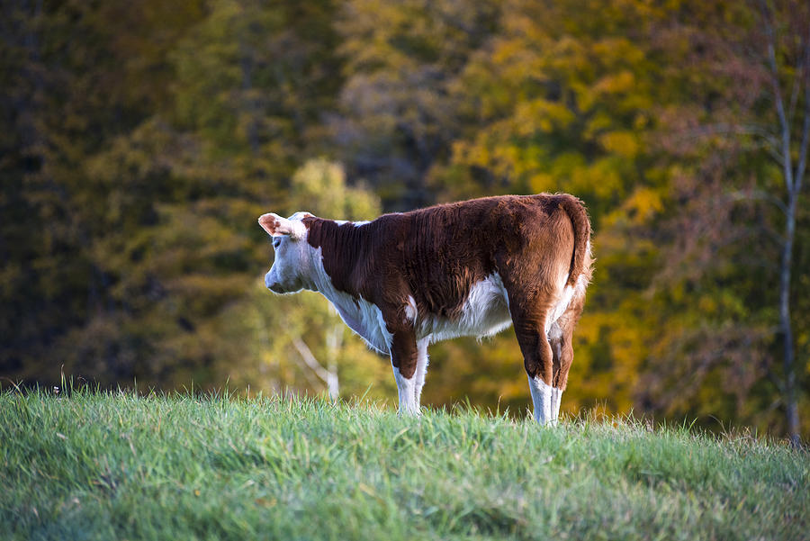 Vermont Cow Jenne Farm Reading VT Autumn Photograph by Toby McGuire