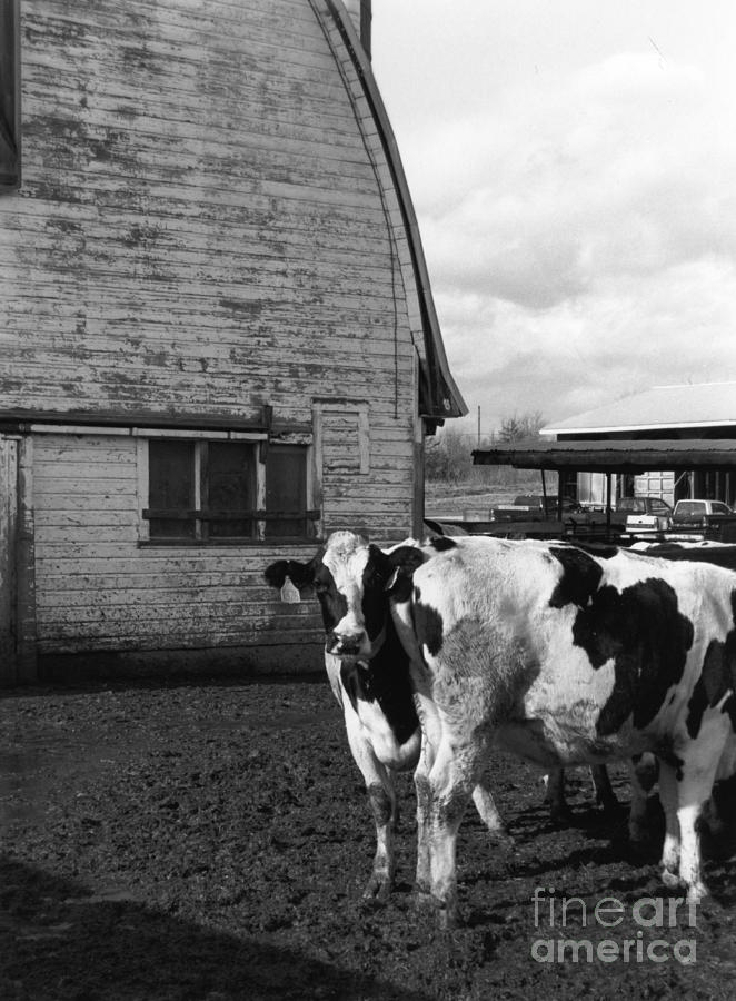 Cow Photograph - Vermont Farm by Kayla Race