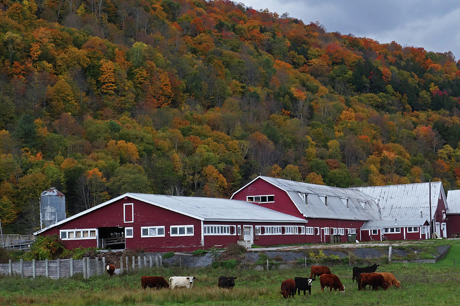 Vermont Farm with Cows Autumn Fall Photograph by Toby McGuire