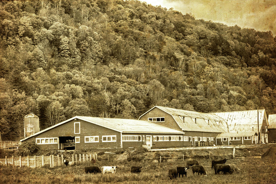 Vermont Farm with Cows Autumn Fall Vintage Style Photograph by Toby McGuire