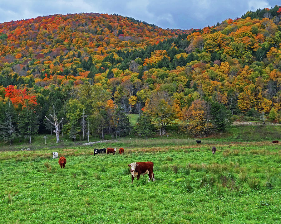 Vermont Farm with Cows Autumn Foliage Photograph by Toby McGuire