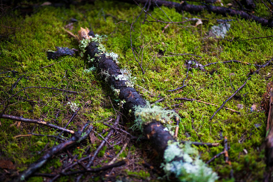 New England Photograph - Vermont forest. by Robert Davis New England Photograph - Vermont forest. by Robert Davis