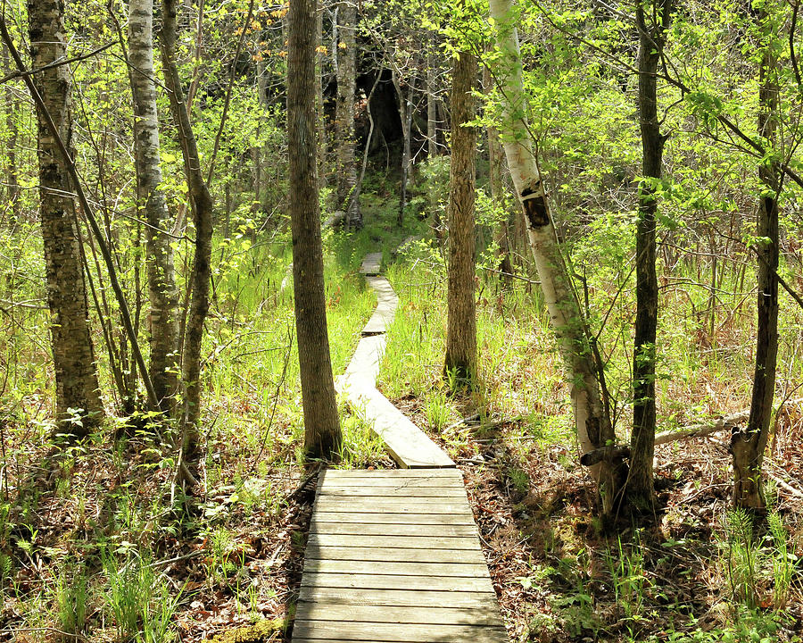 Vermont Hiking Trail Photograph by Charles Eberson - Fine Art America