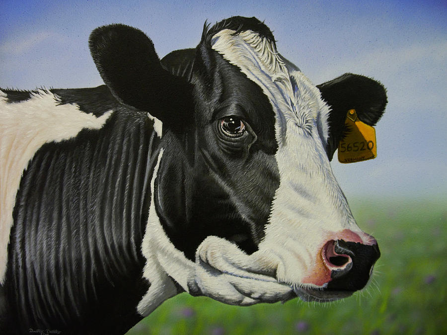 Wildlife Painting - Vermont Holstein  by Dustin Dattilio