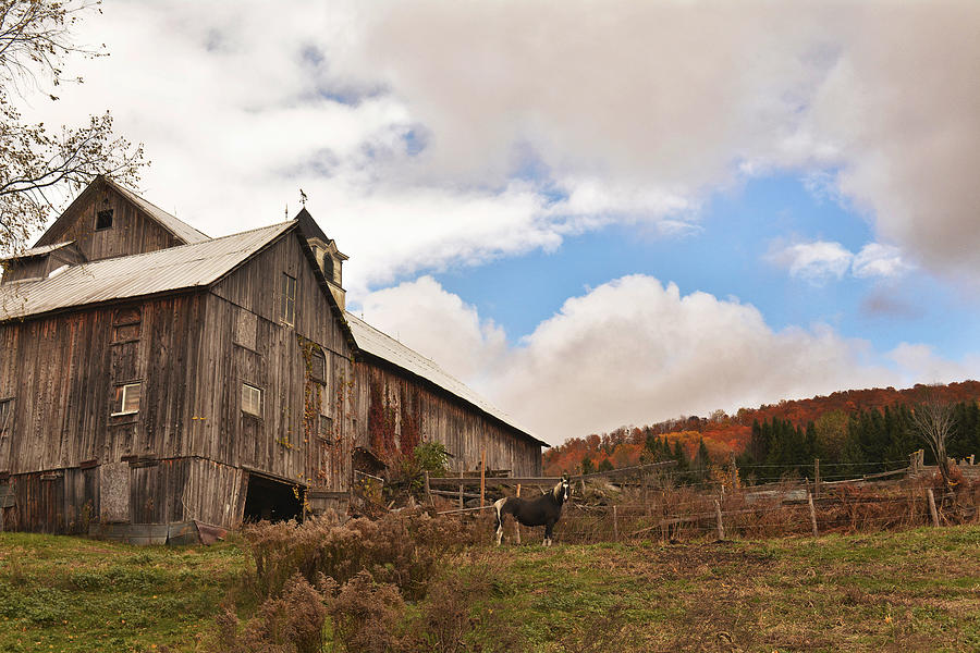 Vermont Horse House Photograph by Garrett Sheehan