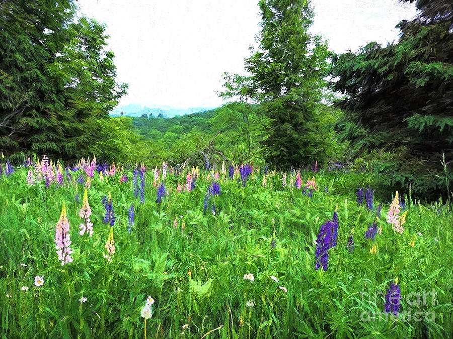 Vermont Lupine Painting by Mim White