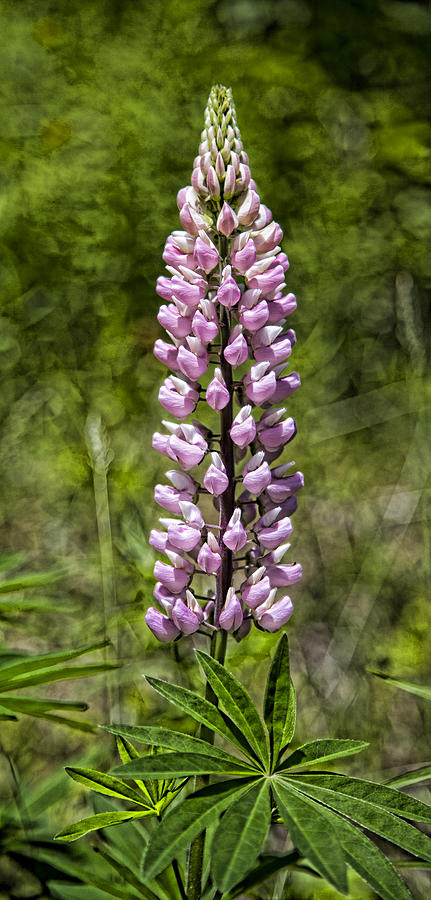 Vermont Lupine - Pink Photograph by Stephen Stookey
