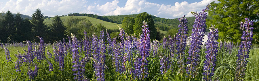 Vermont Lupins Photograph by Larry Darnell