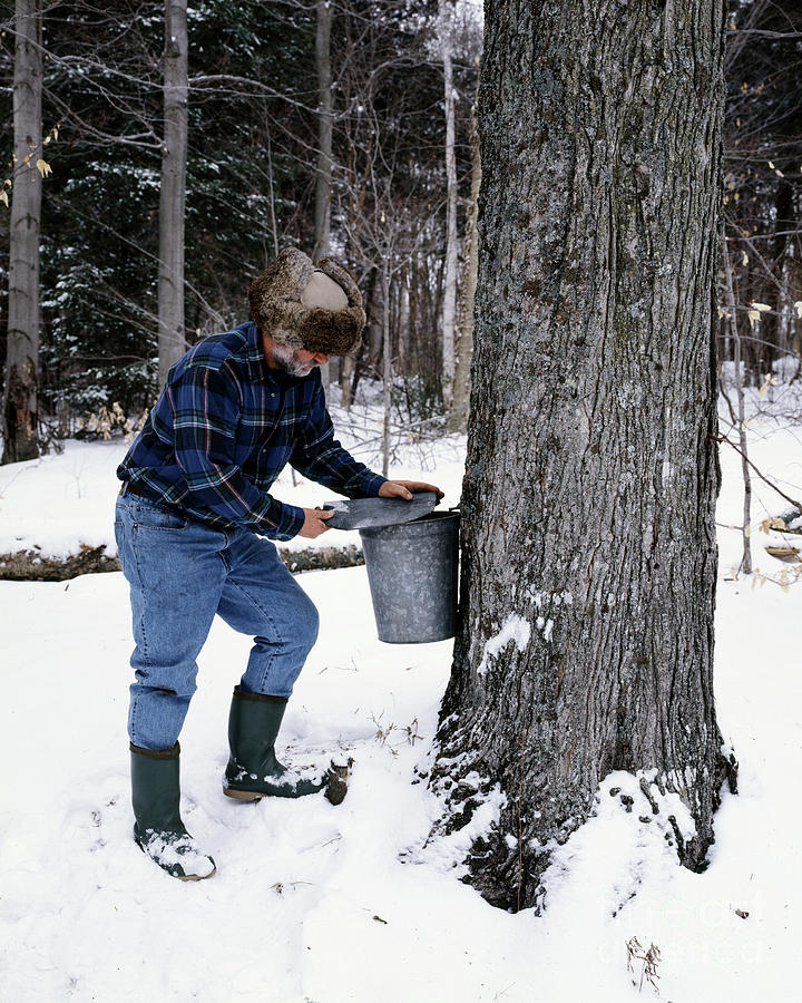 Vermont Maple Sugaring Photograph by Granger