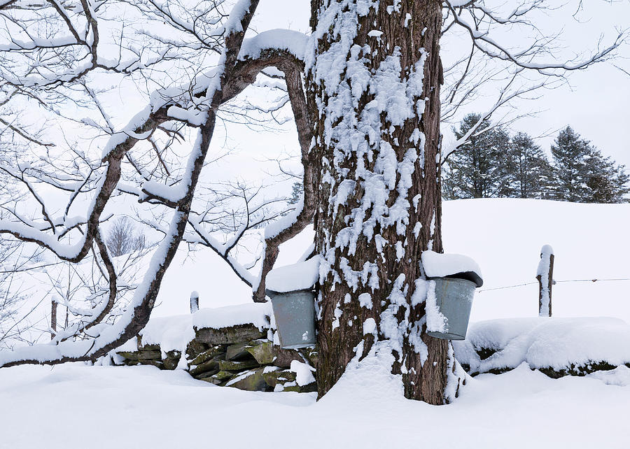 Vermont Maple Sugaring Season Photograph by Alan L Graham