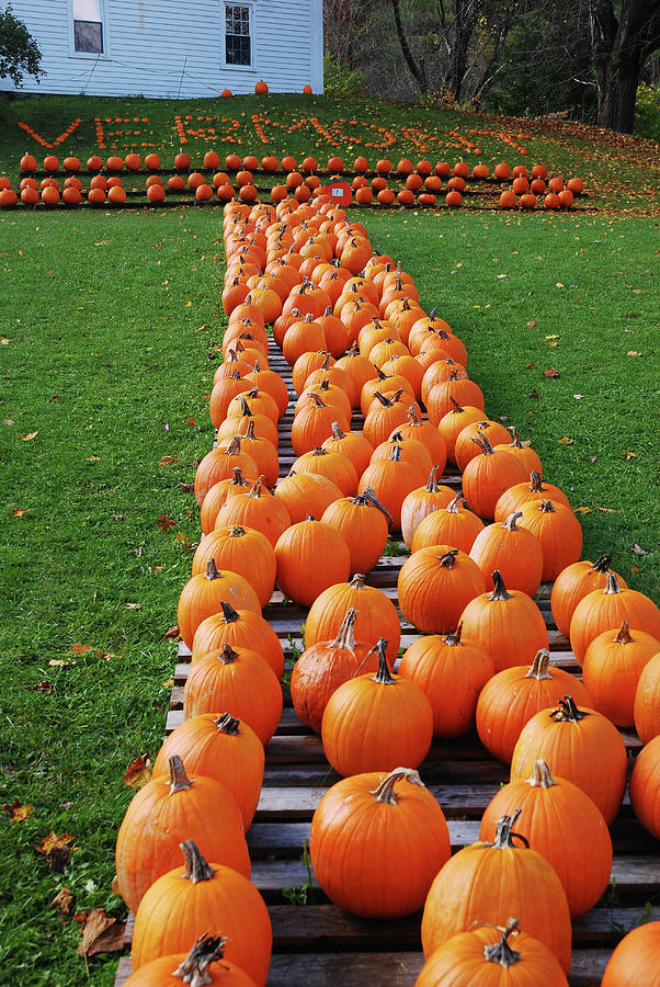 Vermont Pumpkins Photograph by James Kirkikis