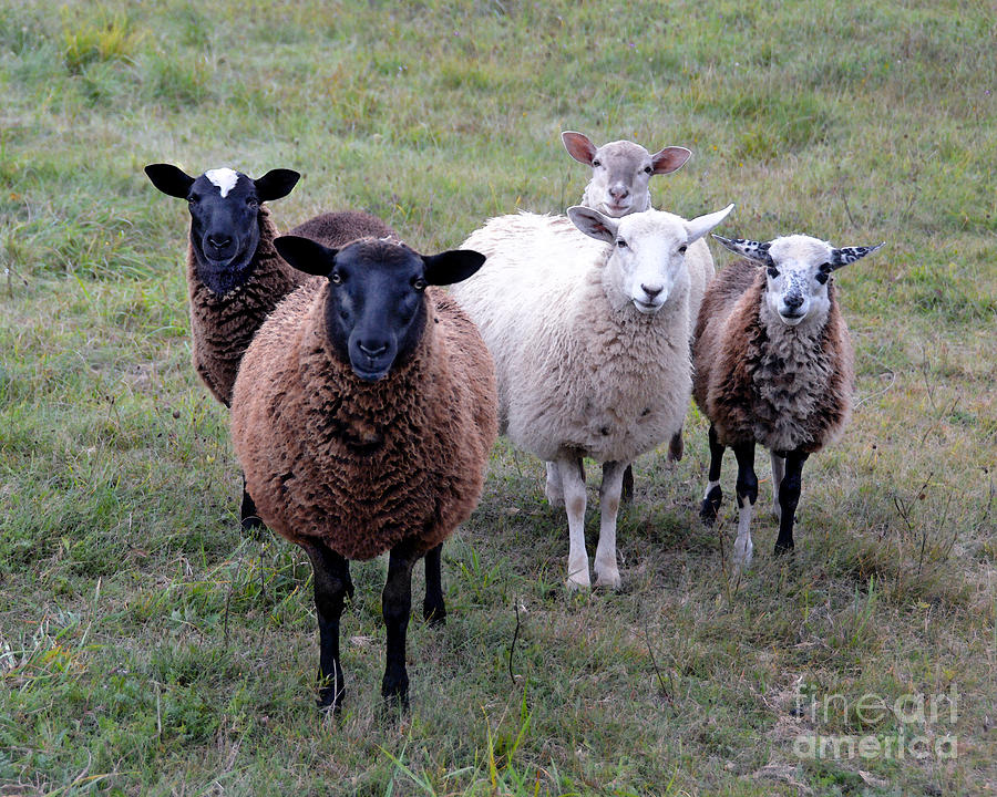 Vermont Sheep Welcoming Committee Photograph by Catherine Sherman