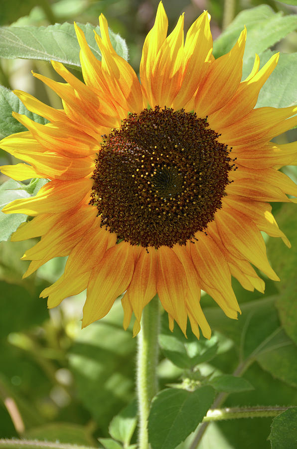 Vermont Sunflower Photograph by Christine Kerravala - Fine Art America