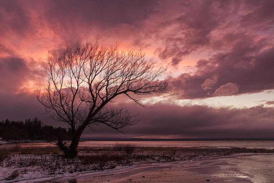 Vermont-sunset-silhouette-lake Champlain-tree Photograph