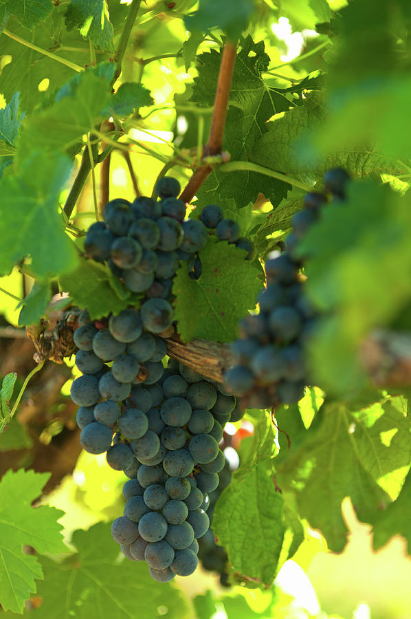 Vermont Wine Grapes Photograph by Paul Mangold