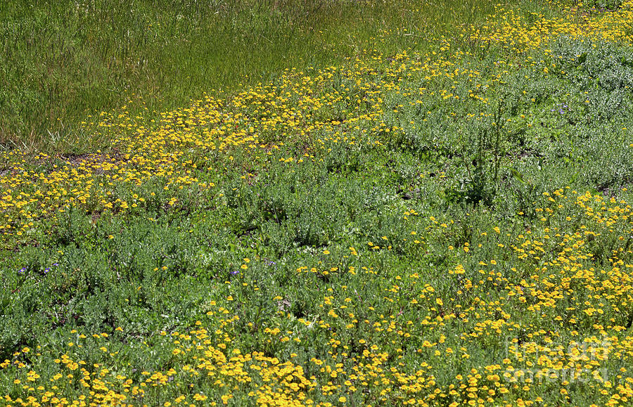 Vernal Pool Wildflowers Photograph by Suzanne Luft