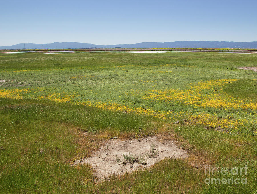 Vernal Pools at Warm Springs Photograph by Suzanne Luft