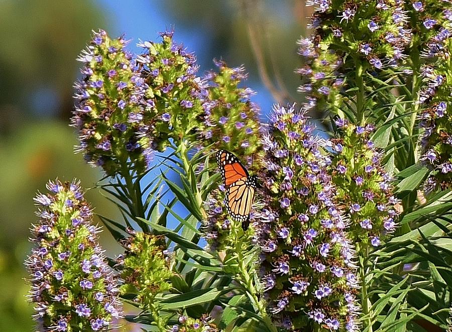 Veronica Spicata Royal Candles and Butterfly IV Photograph by Linda Brody