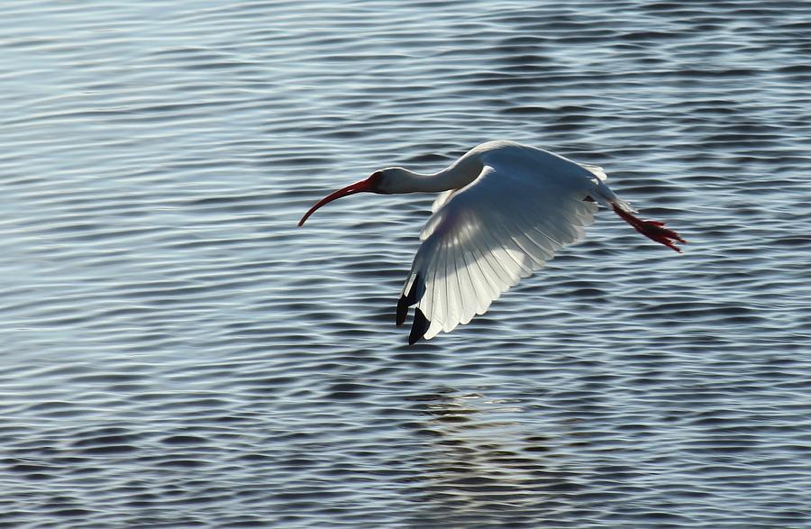 Ibis Fly By by Judy Robinson Ibis Fly By by Judy Robinson