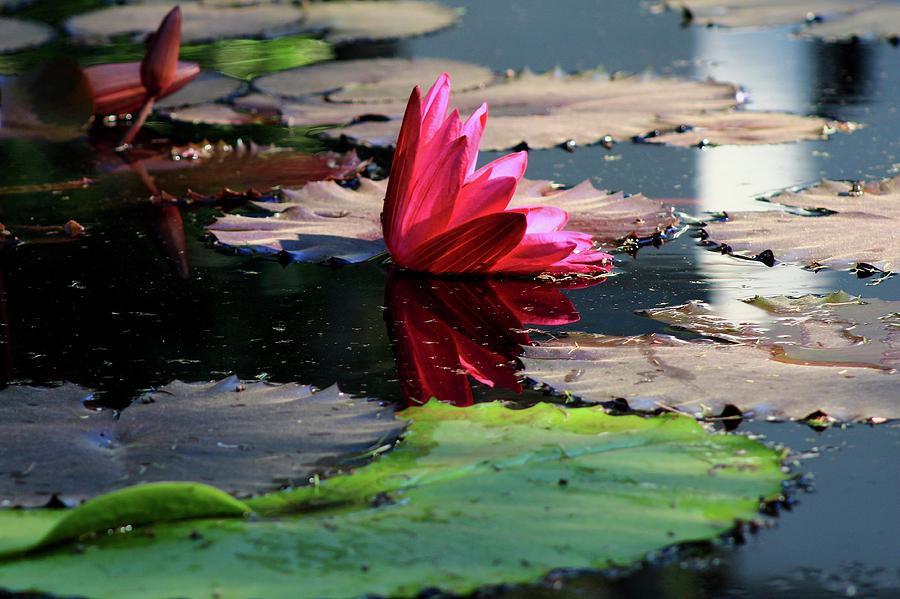 Water Lily Photograph by Kevin Wheeler