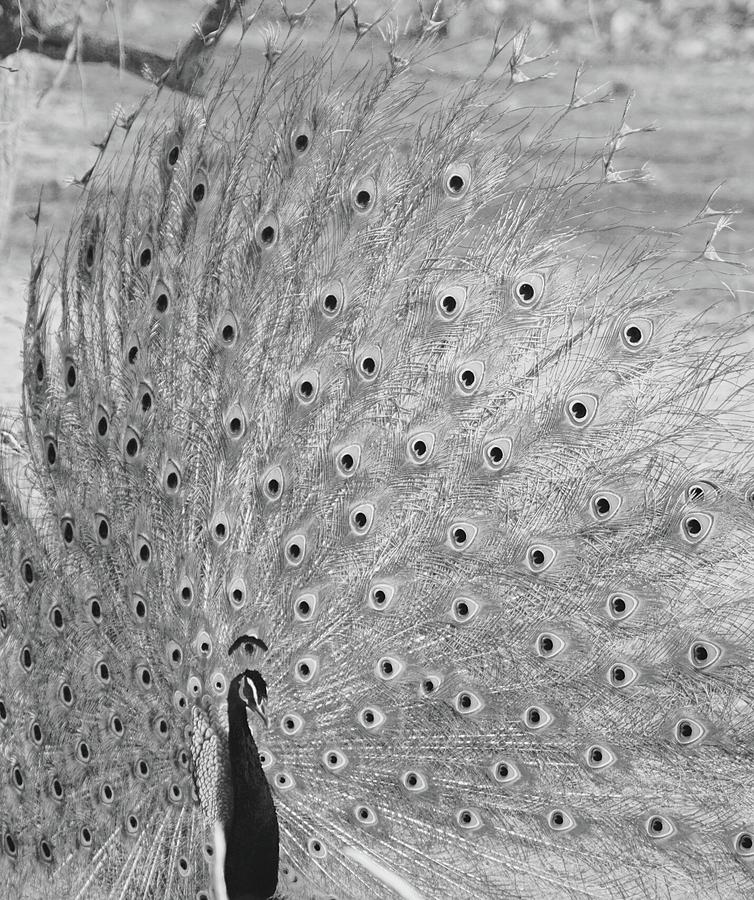 Peacock Portrait In Black and White #1 Photograph by Lora Louise
