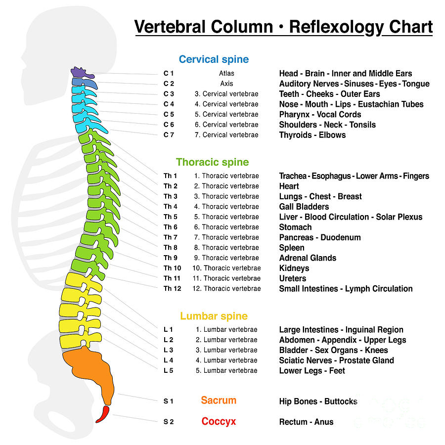 vertebral column diagram