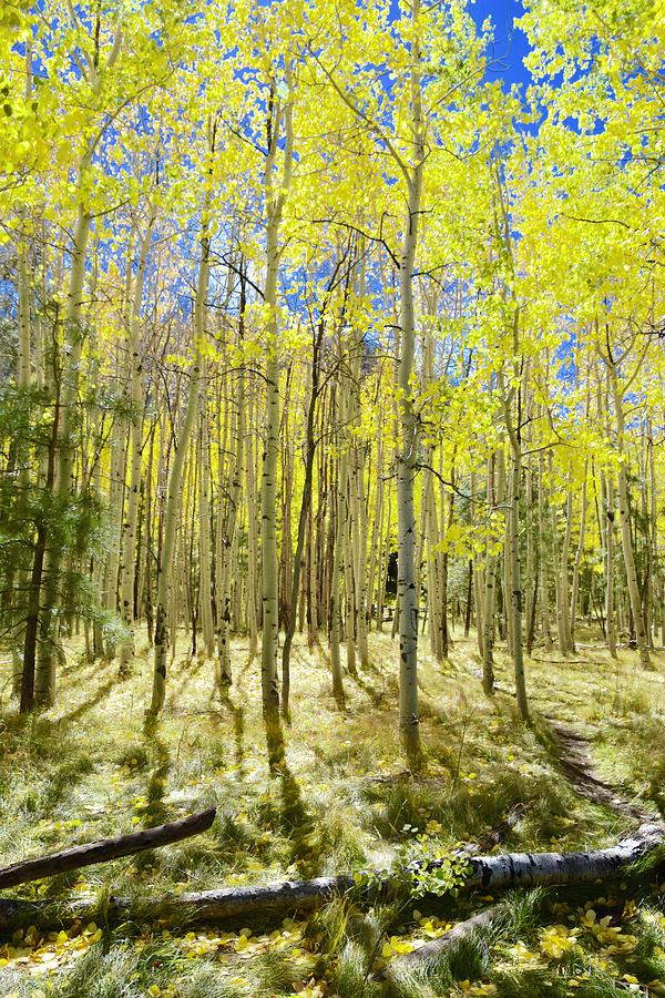 Vertical Aspen Forest Photograph by Barbara Stellwagen - Fine Art America