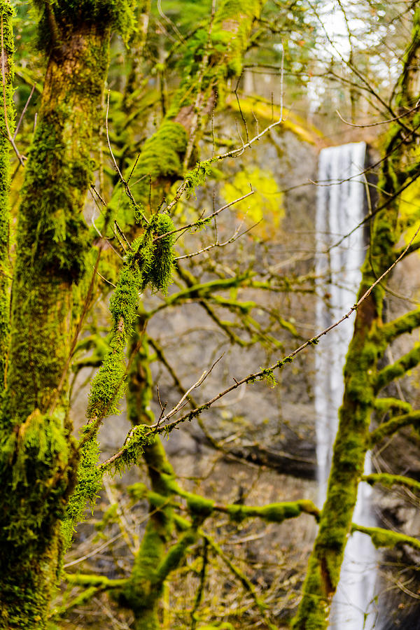 Vertical Falls   Photograph by Michael Scott