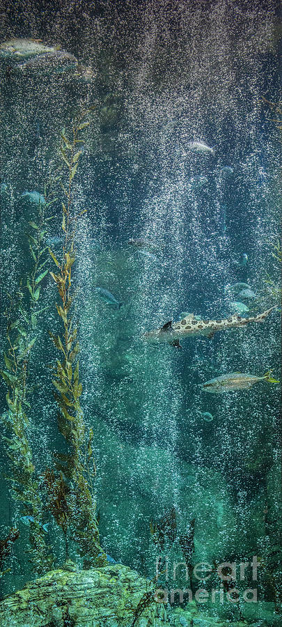 Vertical Fish with Bubbles Photograph by David Zanzinger