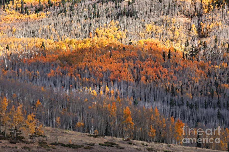 Autumn Colors Photograph - Vertical Gain by Jim Garrison