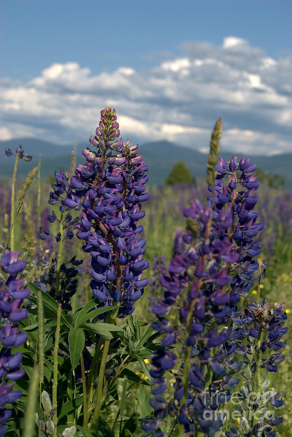 Vertical Lupine Photograph Photograph by Eunice Miller