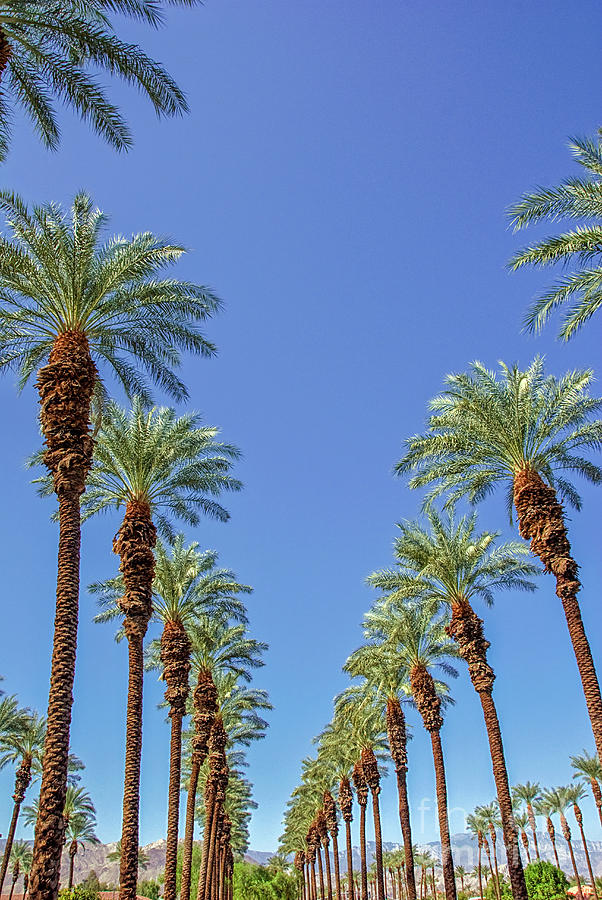 Vertical Palms Photograph by David Zanzinger