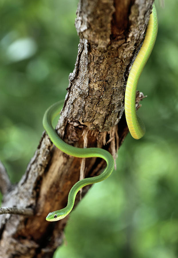 Vertical Rough Green Snake Photograph by JC Findley