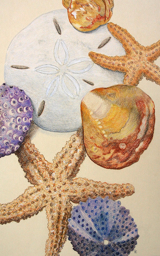 Vertical Starfish Drawing by Glenda Zuckerman