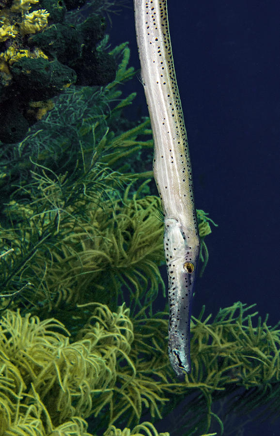 Vertical Trumpet Fish Photograph by Jean Noren