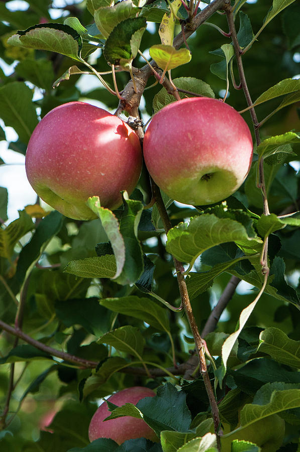 Vertical Twin Apples Photograph by Brian Green