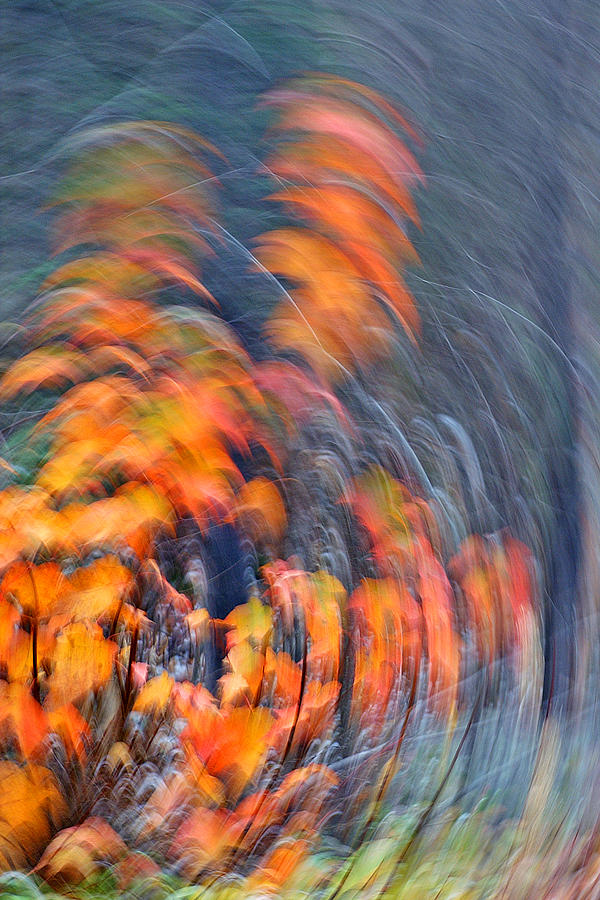Fall Color Photograph - Vertigo by Bill Morgenstern