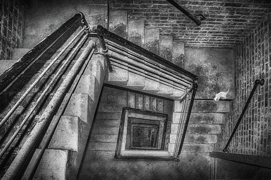 Vertigo - Cat - Stairwell Photograph by Nikolyn McDonald