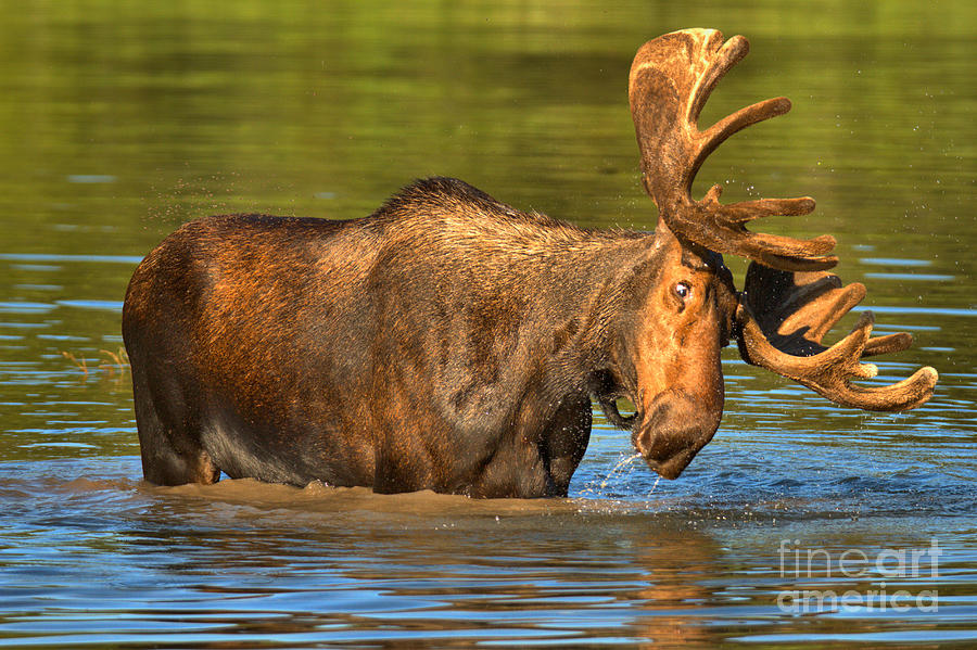 Vertigo Moose Photograph by Adam Jewell